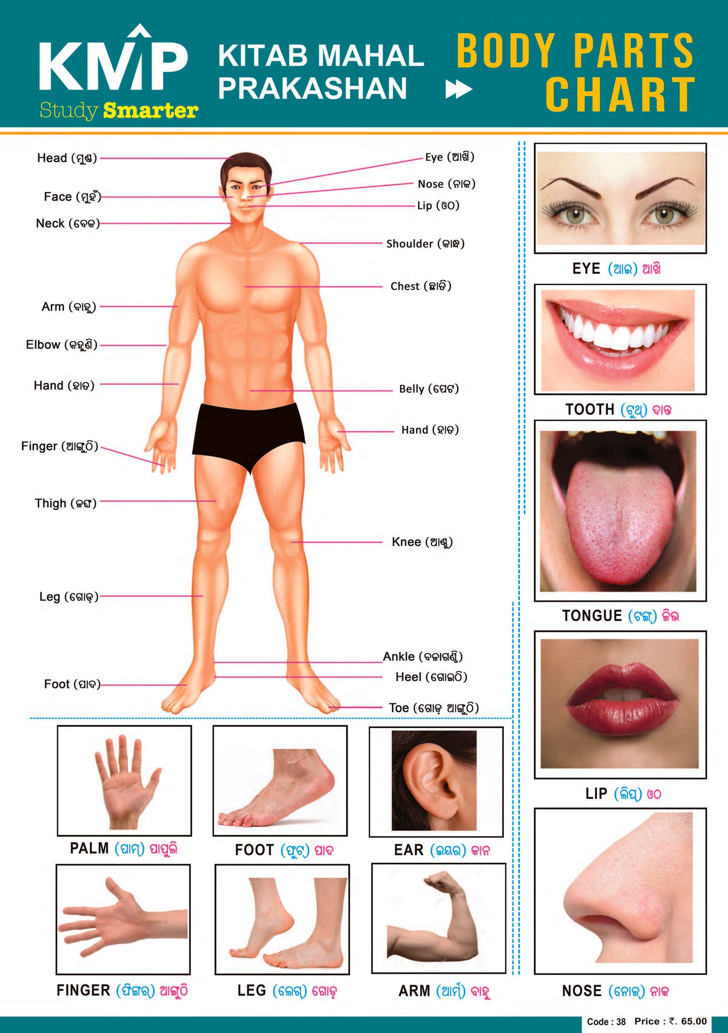 KMP CHARTS - HUMAN BODY