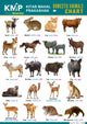 KMP CHARTS - DOMESTIC ANIMALS
