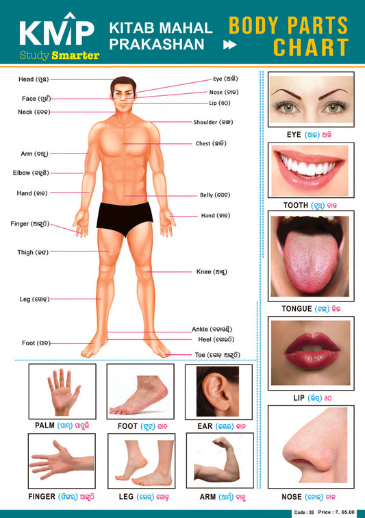 KMP CHARTS - HUMAN BODY